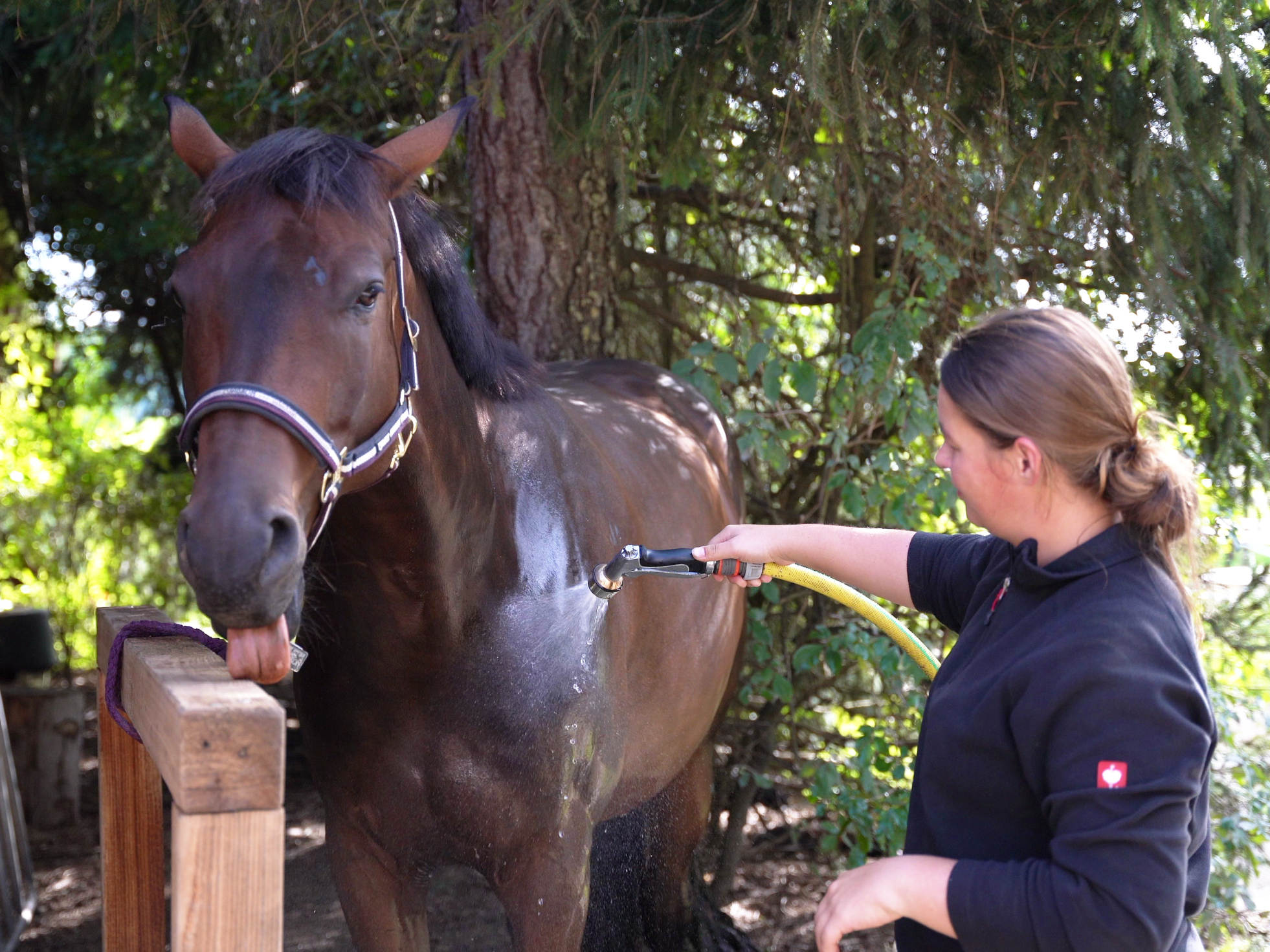 Kristallwirbel® Horse Shower "AquaJet-P1"