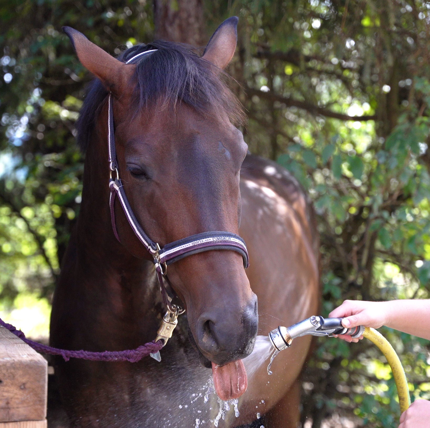 Kristallwirbel® Horse Shower "AquaJet-P1"