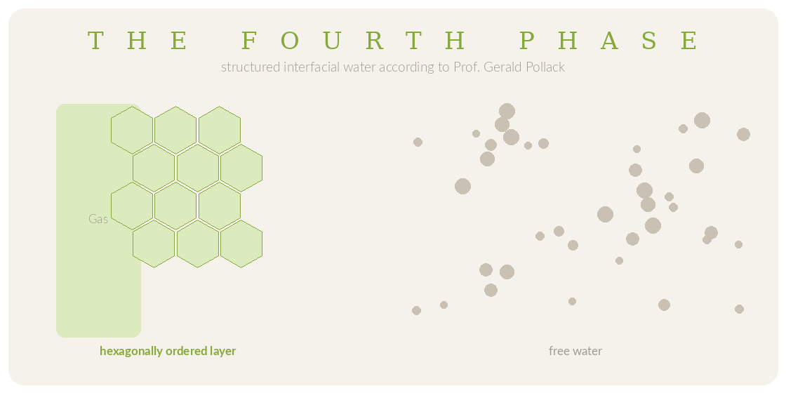 THE FOURTH PHASE – structured interfacial water